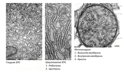 Органоиды, обнаруженные с помощью электронного микроскопа – Статьи на сайте  Четыре глаза