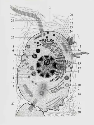 Органоидные компоненты клетки» — создано в Шедевруме