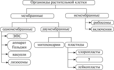 Органоиды | это... Что такое Органоиды?