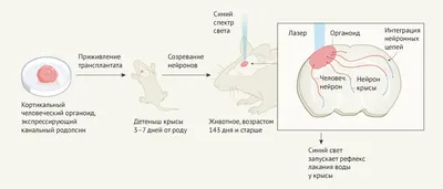 https://hightech.fm/2024/03/06/prenatal-organoid