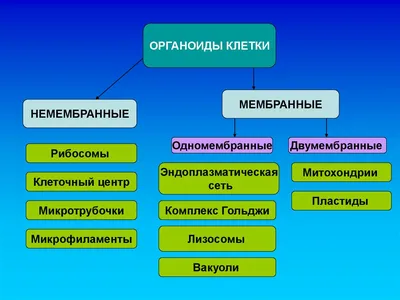 Растительная клетка. Ткани. Вегетативные органы