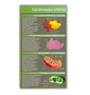 Стенд Органоиды клетки в кабинет биологии 745х990мм - купить с доставкой по  выгодным ценам в интернет-магазине OZON (862725328)