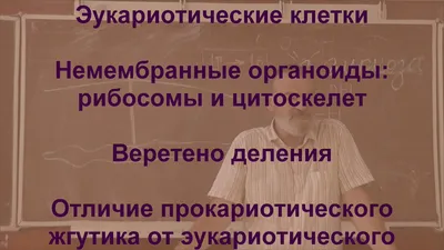 Органоиды человеческого мозга влияют на поведение крыс