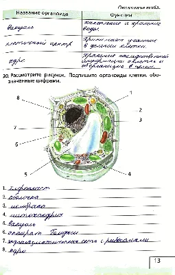 Органоиды желудка