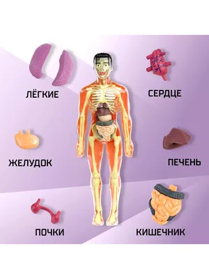 Внутренние Органы Вид Сзади — стоковые фотографии и другие картинки  Анатомия - Анатомия, Сзади, Биология - iStock