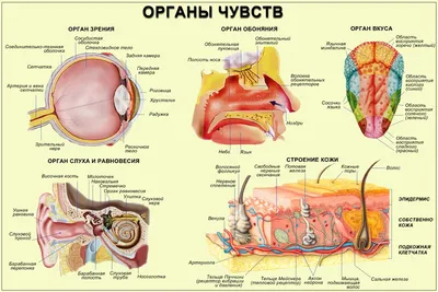 Анатомическая модель для детей \"Строение тела человека\" Эврики 39988219  купить за 649 ₽ в интернет-магазине Wildberries