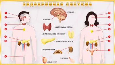 Купить Организм человека (А1) в Минске в Беларуси | Стоимость: за 4.14 руб.