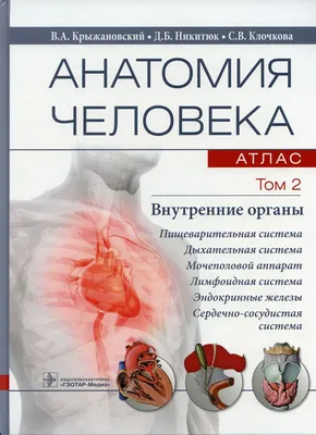 Внутренние органы человека» — создано в Шедевруме