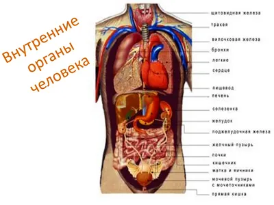 Строение организма человека — урок. Окружающий мир, 3 класс.