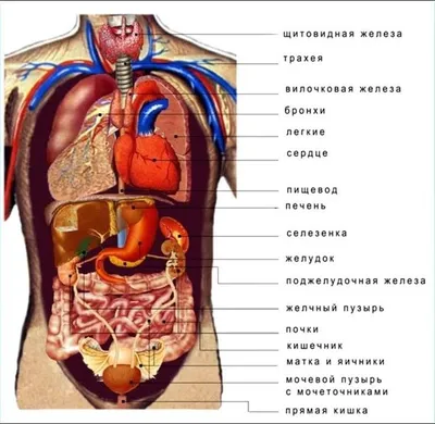 Анатомия органов брюшной полости | Remedium.ru