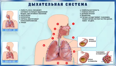 Мастер-класс. Дидактическое пособие «Строение человека. Внутренние органы»  (8 фото). Воспитателям детских садов, школьным учителям и педагогам -  Маам.ру