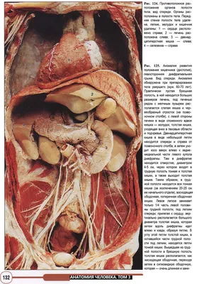 Иллюстрация 6 из 17 для Анатомия человека. Фотографический атлас в 3-х  томах. Том 3. Внутренние органы. Нервная система - Борзяк, Гунтер, Путалова  | Лабиринт - книги. Источник: Ромыдтчъ