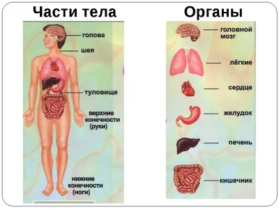 Картинки расположение органов человека (69 фото)