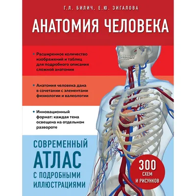 Научные опыты \"Анатомия человека\" ИгроЛенд, «Мускулы» купить с выгодой в  Галамарт