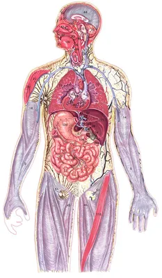 Картинки анатомия человека (69 фото)