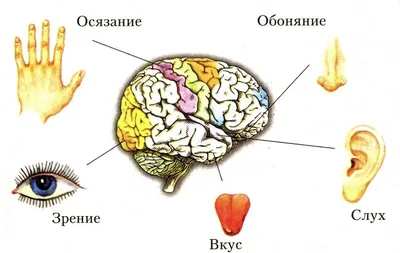 Что такое органы чувств? | НОВОЕ КАЖДЫЙ ДЕНЬ | Дзен