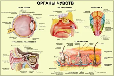 Развивающие игры для детей \"Пять органов чувств\"