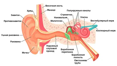 Что? Почему? Зачем? Наши органы чувств 36 окошек - купить в Книги нашего  города, цена на Мегамаркет