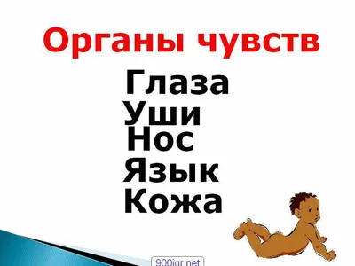 Органы чувств. Строение глаза. Близорукость и дальнозоркость –  онлайн-тренажер для подготовки к ЕНТ, итоговой аттестации