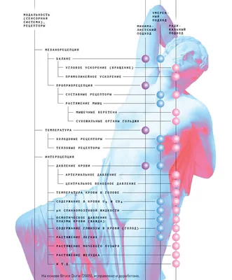 Тема 12 - Tema biología - Занятие по теме: «Органы чувств человека».  Введение в тему. Органы чувств - Studocu