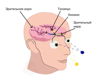 Сколько на самом деле органов чувст у человека? | Тайные Знания | Дзен