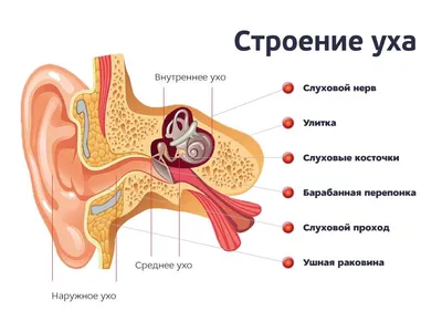 Дидактическая игра «Органы чувств» (1 фото). Воспитателям детских садов,  школьным учителям и педагогам - Маам.ру