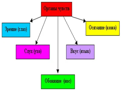 Органы чувств. Кожа - Умскул Учебник