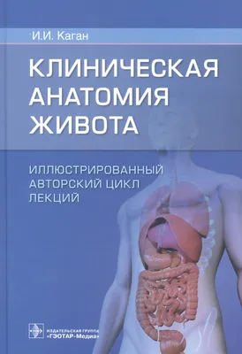 Брюшная полость (Энциклопедия медицины: Анатомический атлас). |  Пищеварительная система, Углубленное изучение биологии, Холистическая  медицина