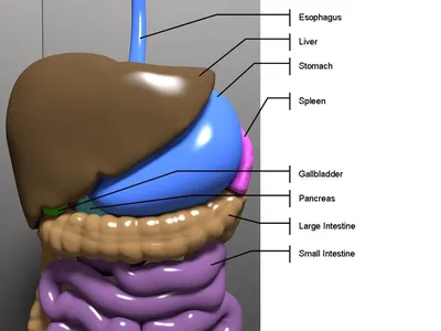 Женская Анатомия Живота Пищеварительный Тракт Моделирование стоковое фото  ©AnatomyInsider 283049044