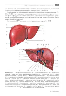 Брюшная полость; полость живота - e-Anatomy - IMAIOS