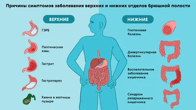 Модель торса, человеческие внутренние органы, анатомия груди и живота,  мужское и женское сердце, печень, селезенка, легкие, почки, стерео сборка |  AliExpress