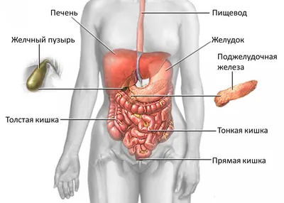 Иллюстрация 2 из 2 для МРТ. Органы живота. Руководство - Труфанов,  Багненко, Фокин | Лабиринт - книги. Источник: