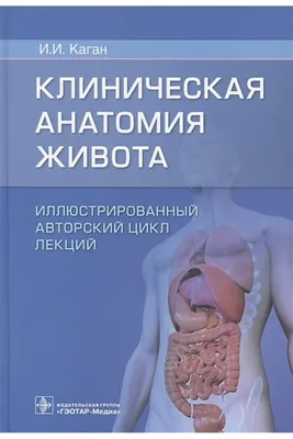 Анатомические области брюшной полости (Энциклопедия медицины: Анатомический  атлас). | Судебная медицина, Медицинские училища, Анатомия и физиология