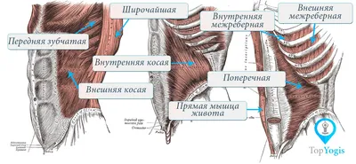 медицинская 3d модель анатомии грудной клетки человека, анатомия картинки  живота, анатомия, человек фон картинки и Фото для бесплатной загрузки