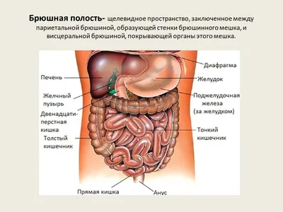 Клиническая анатомия живота. Иллюстрированный авторский цикл лекций • Каган  И., купить по низкой цене, читать отзывы в Topar.uz • Эксмо-АСТ • ISBN  978-5-9704-6397-0