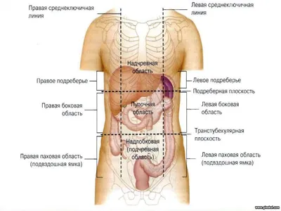 Лучевая диагностика: Органы брюшной полости