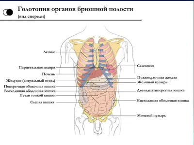 Подготовка к УЗИ брюшной полости: памятка пациенту