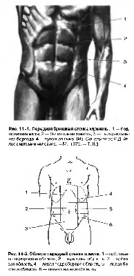 Анатомия мышц живота - Упражнения - Фитнес - MEN's LIFE