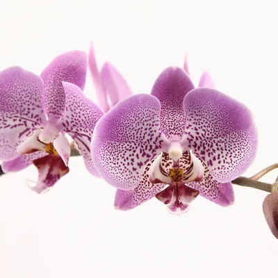 Орхидея Phalaenopsis Calm Storm (отцвел)