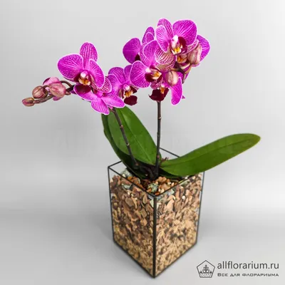 Орхидея Phalaenopsis Generation (отцвел)