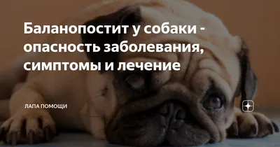 Как быть уверенным в своем кобеле на 100%? Спермограмма. | Записки  Заводчика | Дзен