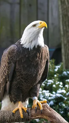 Птица Белоголовый орлан Bald eagle Stock Photo | Adobe Stock