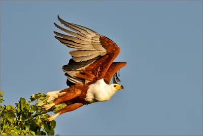 Белоголовый Орлан (Haliaeetus Leucocephalus) Кудахтанье. Птица Национальная  Птица Соединенных Штатов Америки. Фотография, картинки, изображения и  сток-фотография без роялти. Image 35888223