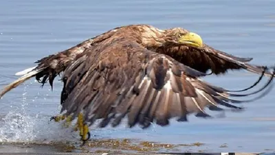 Белоголовый орлан или haliaeetus leucocephalus — хищная птица. | Премиум  Фото