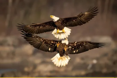 Белоголовый орлан, взрослая птица (Haliaeetus leucocephalus). | BirdWatch.by