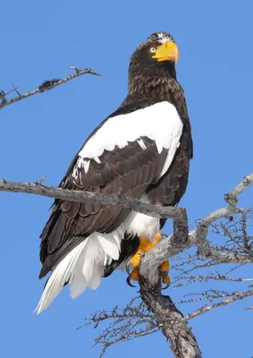 Free Wolfs - Орлан-белохвост  #birds#bird#birdphotography#birdwatching#wildlife#wild#wildlifephotography#eagle#russia#whitetailedeagle#naturephotography#naturerussia#naturephotographer#nature#canon#canon1100d#tamron#tamron150600g2# птицы#птица#орлан ...