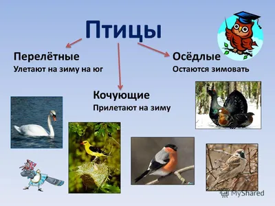 Рисунок Зимующие птицы №281482 - «Новогодние фантазии» (21.01.2022 - 14:13)