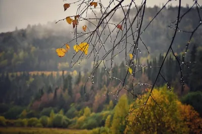 Осенний дождь. Фотограф Шруб (Беляева) Татьяна