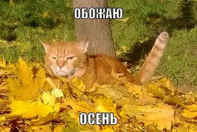 Николай - 😀#юмор #осень #планы #деньги #я | Facebook