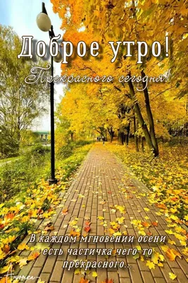 Доброе утро! Прекрасного сегодня! | Доброе утро, Удивительная природа, Осень